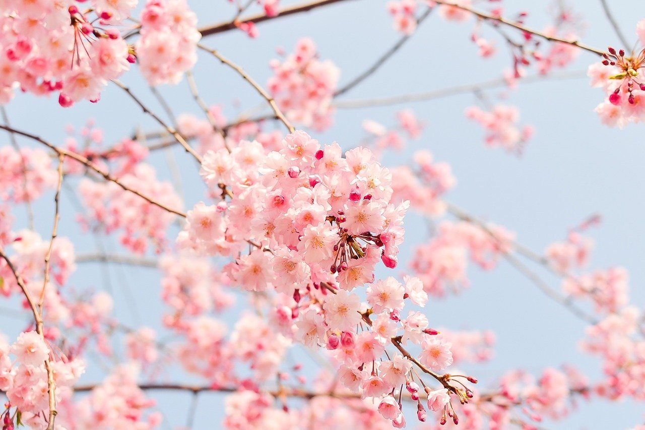 cherry-blossom-tree cherry-blossom-tree